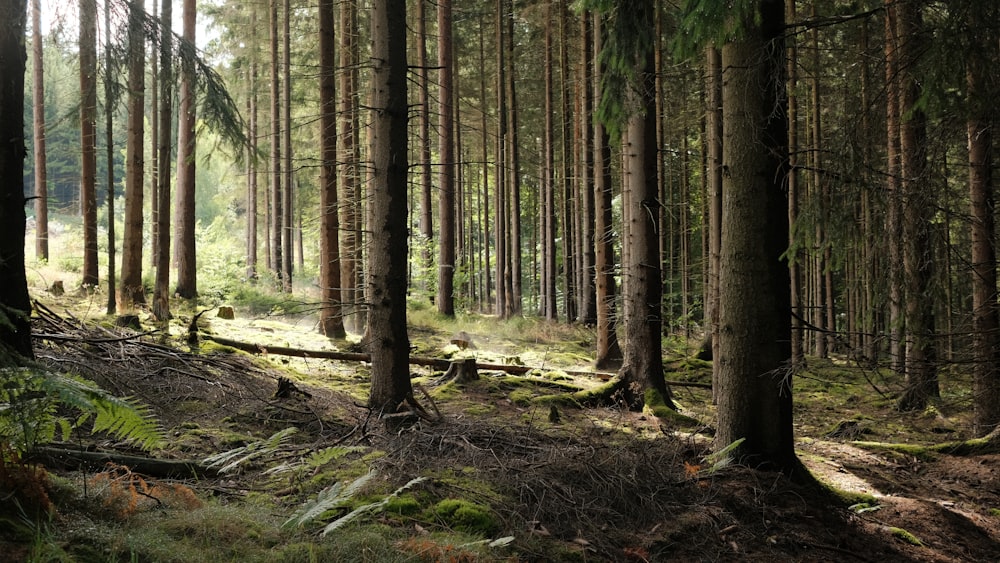 Ein Wald mit vielen hohen Bäumen