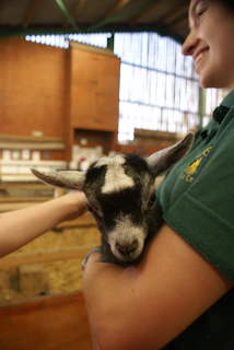 A friendly volunteer helping a child feed a gentle goat at the barnyard on a sunny day.