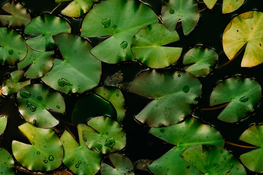 a group of water lilies floating on top of a pond