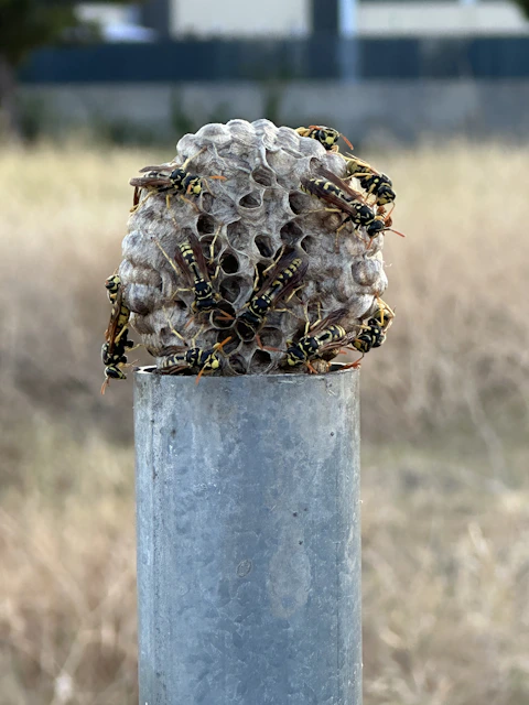 a bunch of bees sitting on top of a metal pole