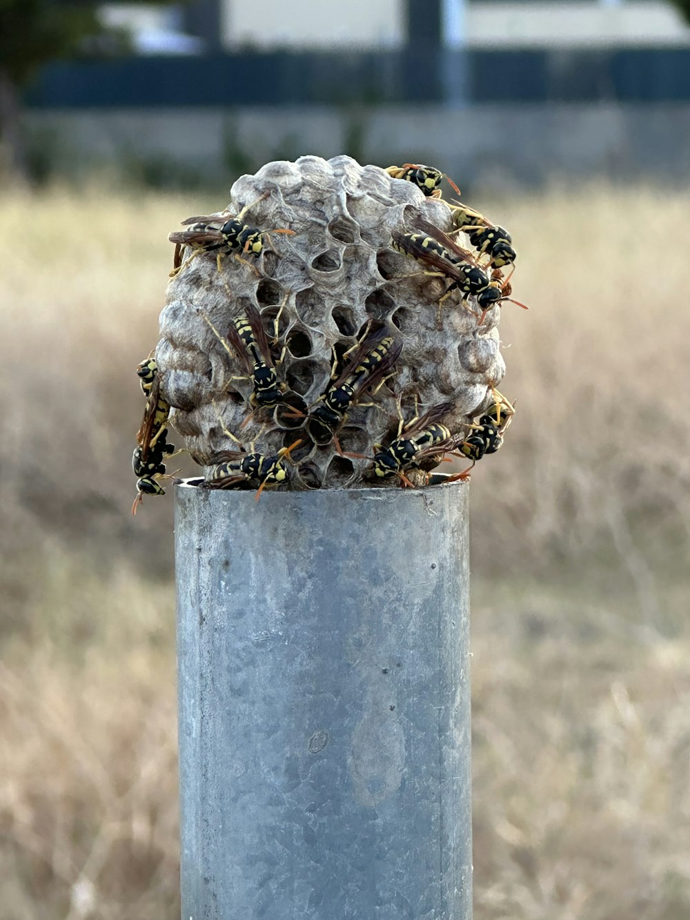 a bunch of bees sitting on top of a metal pole