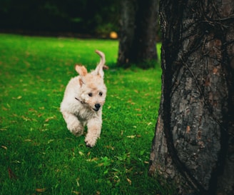 a small white dog running in the grass next to a tree