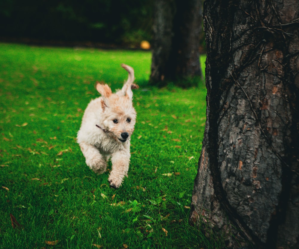 a small white dog running in the grass next to a tree