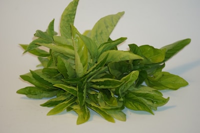 Photo of fresh catappa leaves arranged neatly on a natural background.