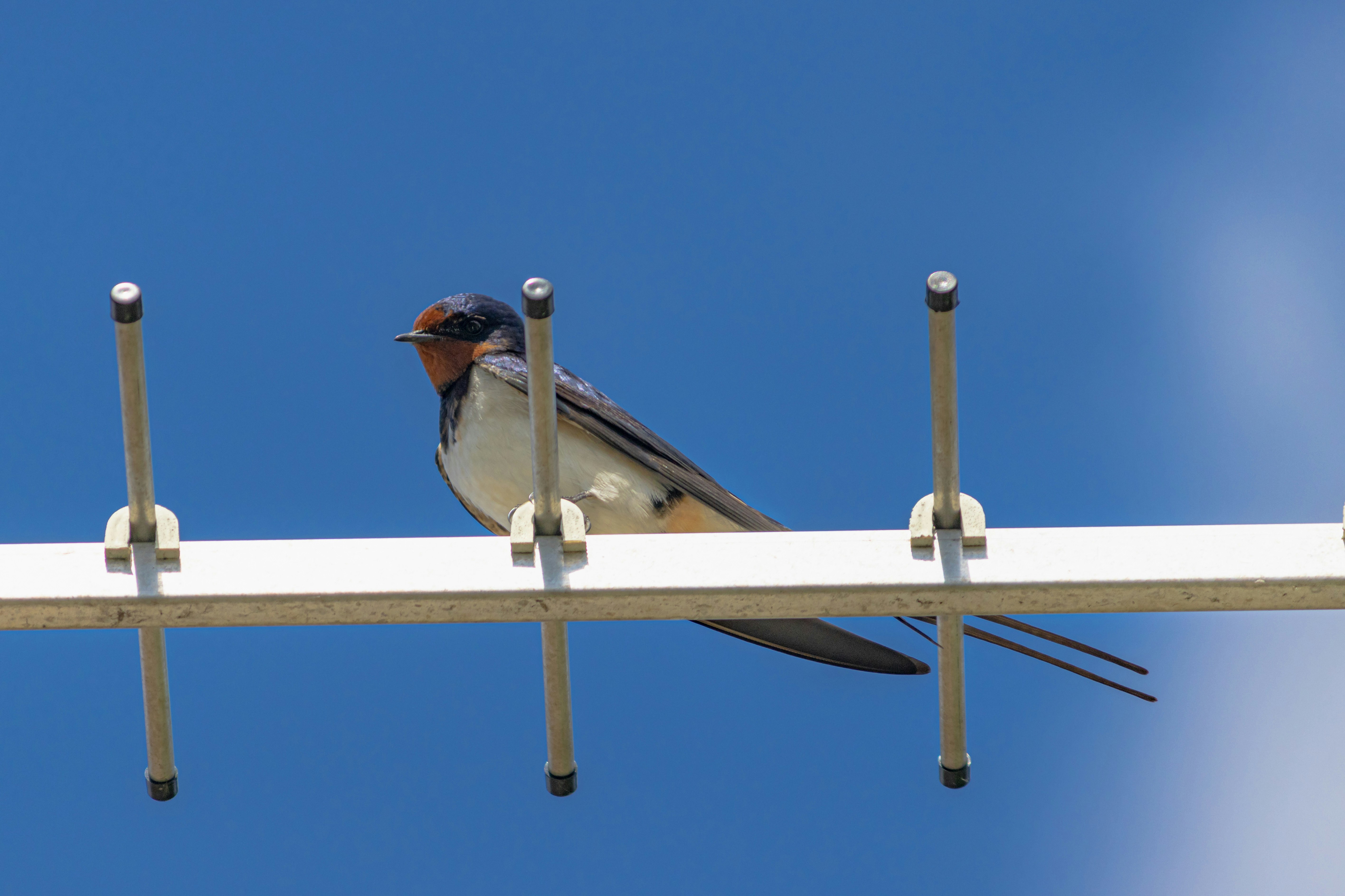 bird protection devices