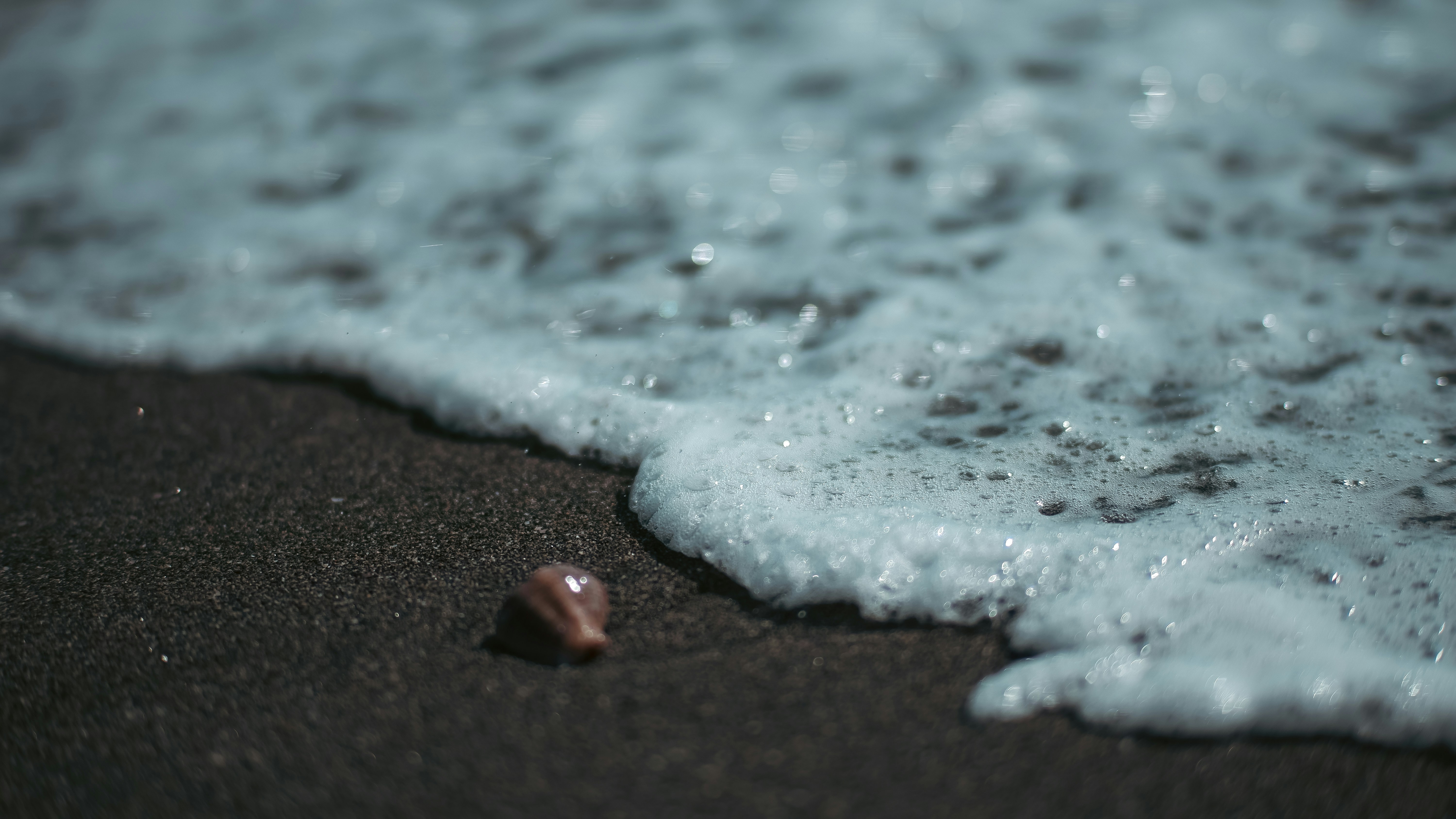 a close up of a small shell on the sand