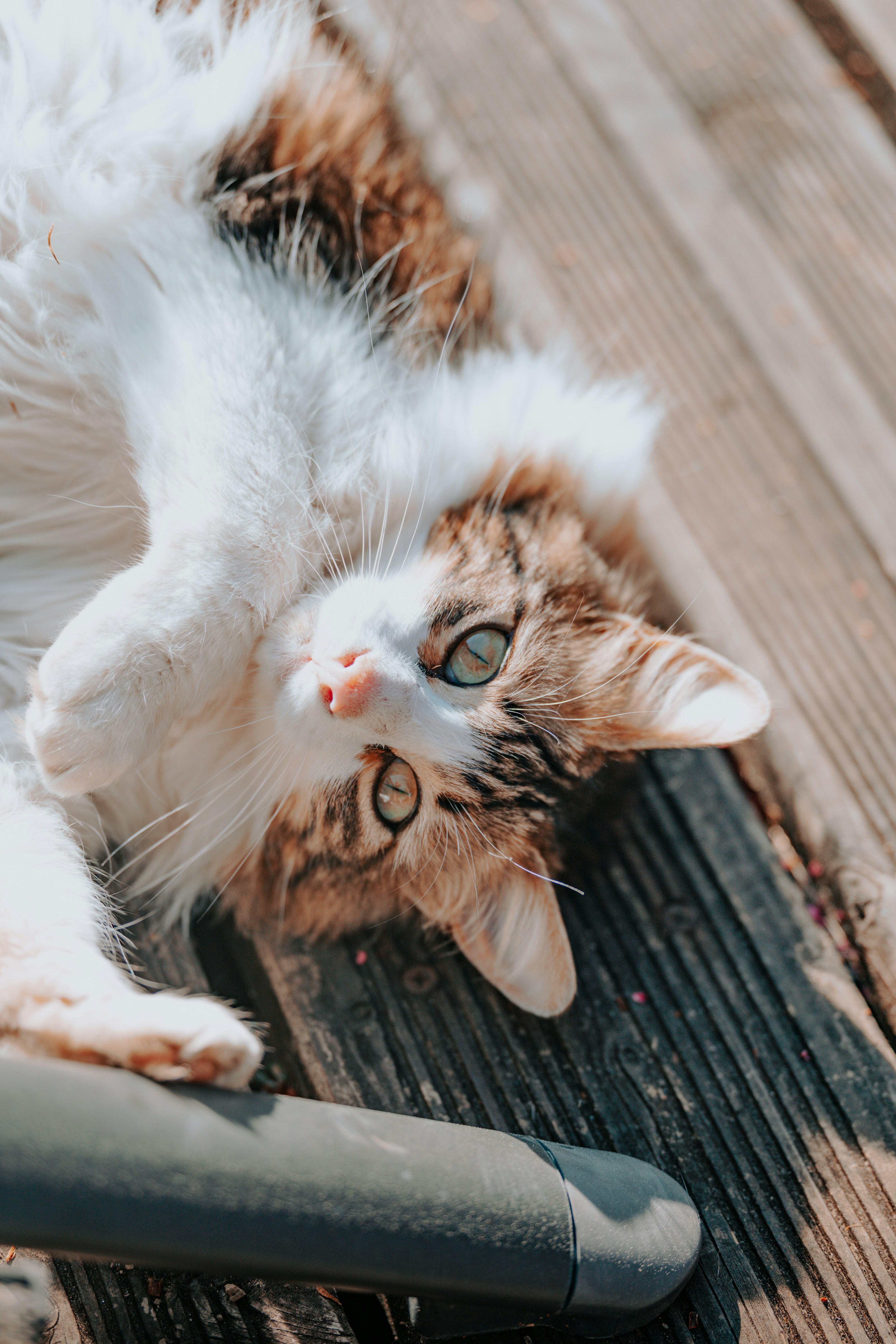 a cat laying on its back on a wooden floor
