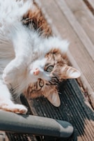 a cat laying on its back on a wooden floor