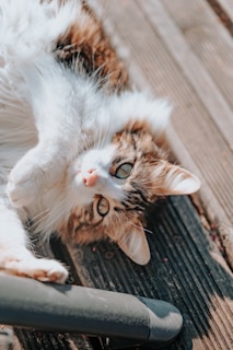 a cat laying on its back on a wooden floor