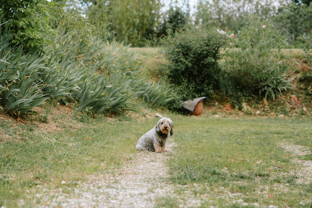 a dog that is sitting in the grass