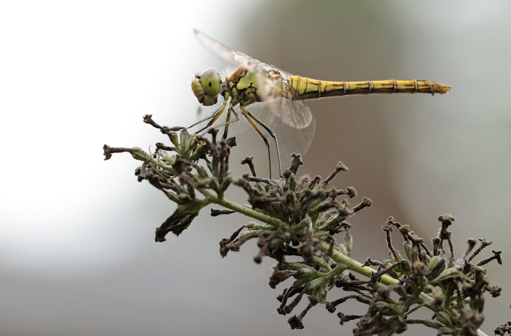 a yellow dragonfly sitting on top of a plant