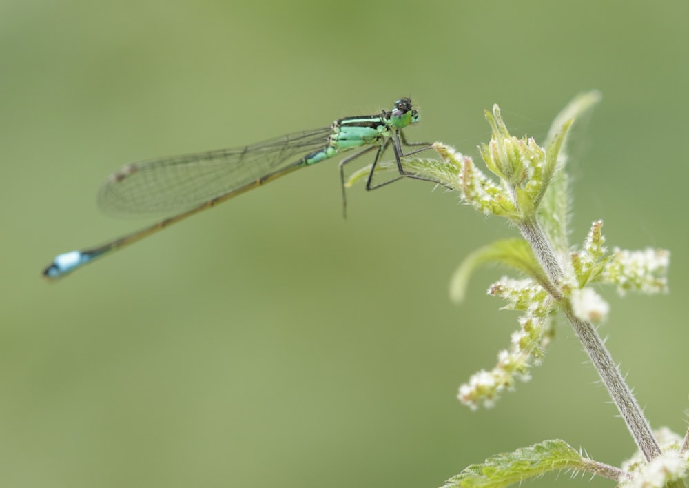 a green insect sitting on top of a plant