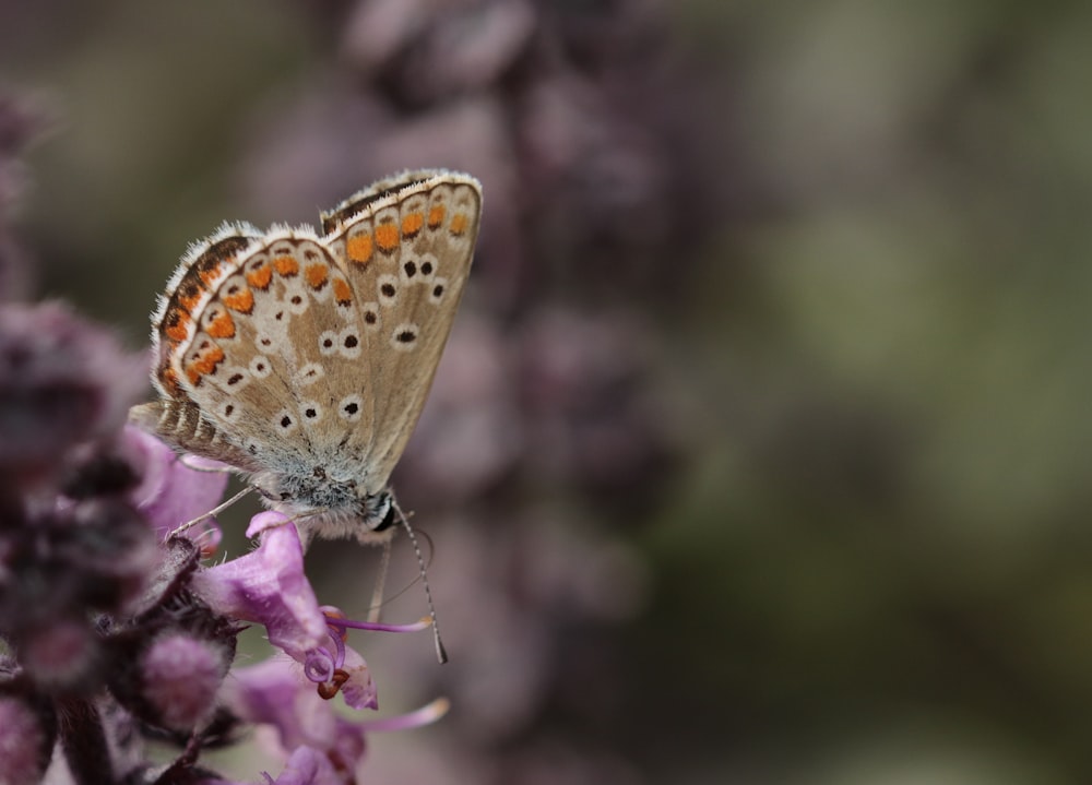 a butterfly sitting on top of a purple flower