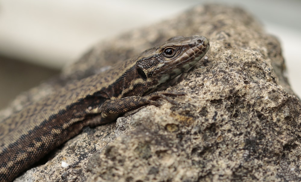 a close up of a lizard on a rock