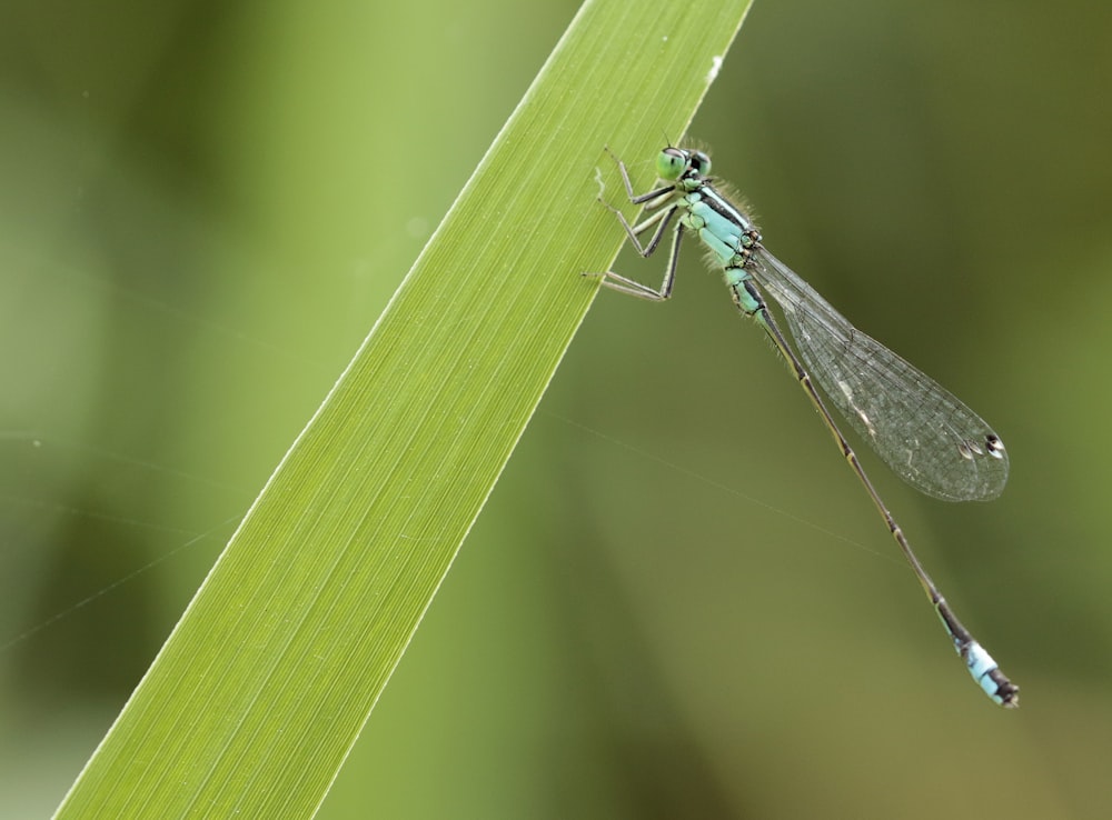 a close up of a bug on a leaf