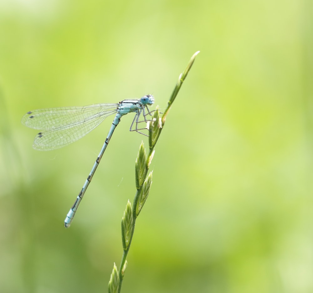 a blue dragonfly sitting on top of a green plant