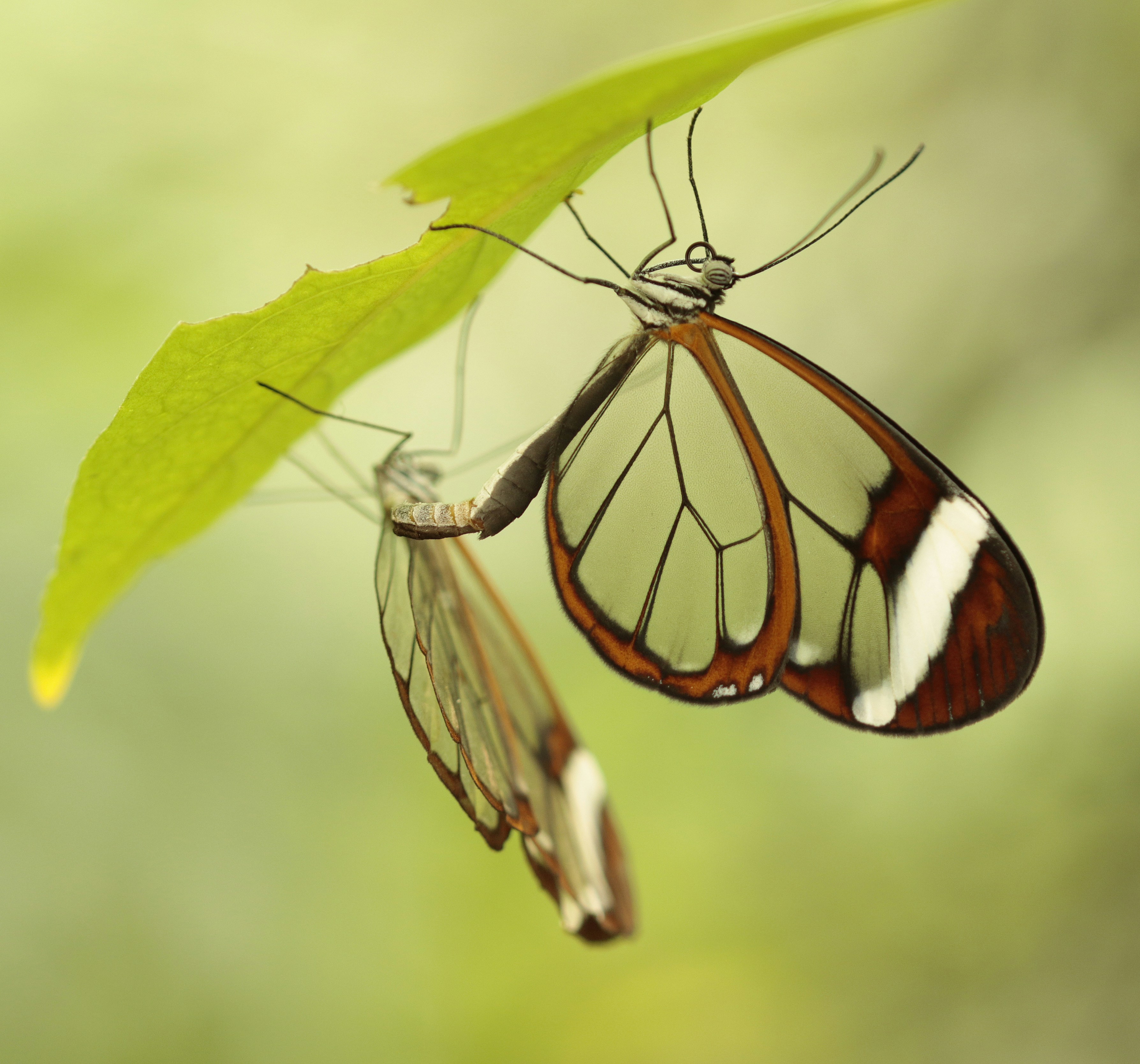 The Role Of Male And Female Interactions In Reproduction