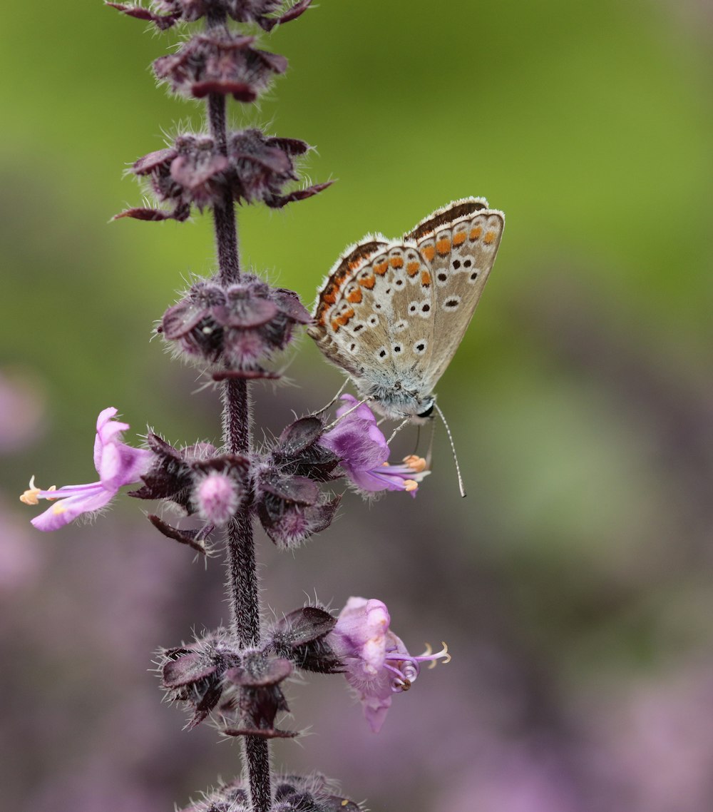 a brown and white butterfly sitting on a purple flower