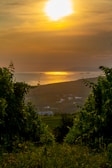 A beautiful vineyard on a hillside overlooks a serene ocean at sunset. The sun casts a golden hue across the sky, reflecting off the water. Ships are visible in the distance, and there are buildings on the lower hills beyond the vineyard rows.