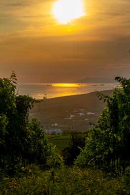 A beautiful vineyard on a hillside overlooks a serene ocean at sunset. The sun casts a golden hue across the sky, reflecting off the water. Ships are visible in the distance, and there are buildings on the lower hills beyond the vineyard rows.