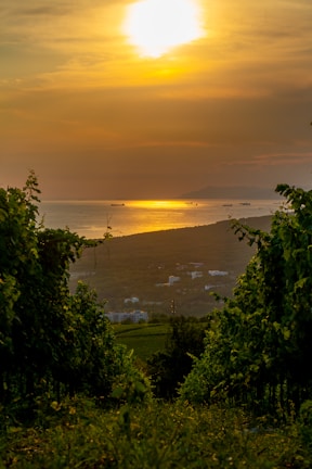 Guests enjoying a private wine tasting on a sunlit terrace overlooking rolling vineyards and the sea