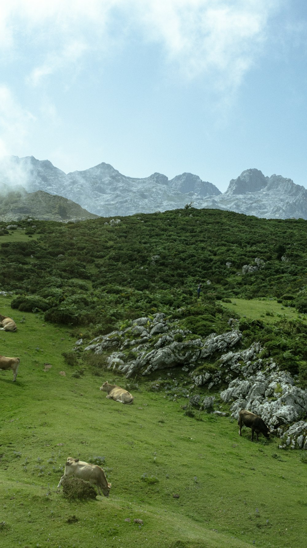 un branco di animali che pascolano su una collina verde e lussureggiante