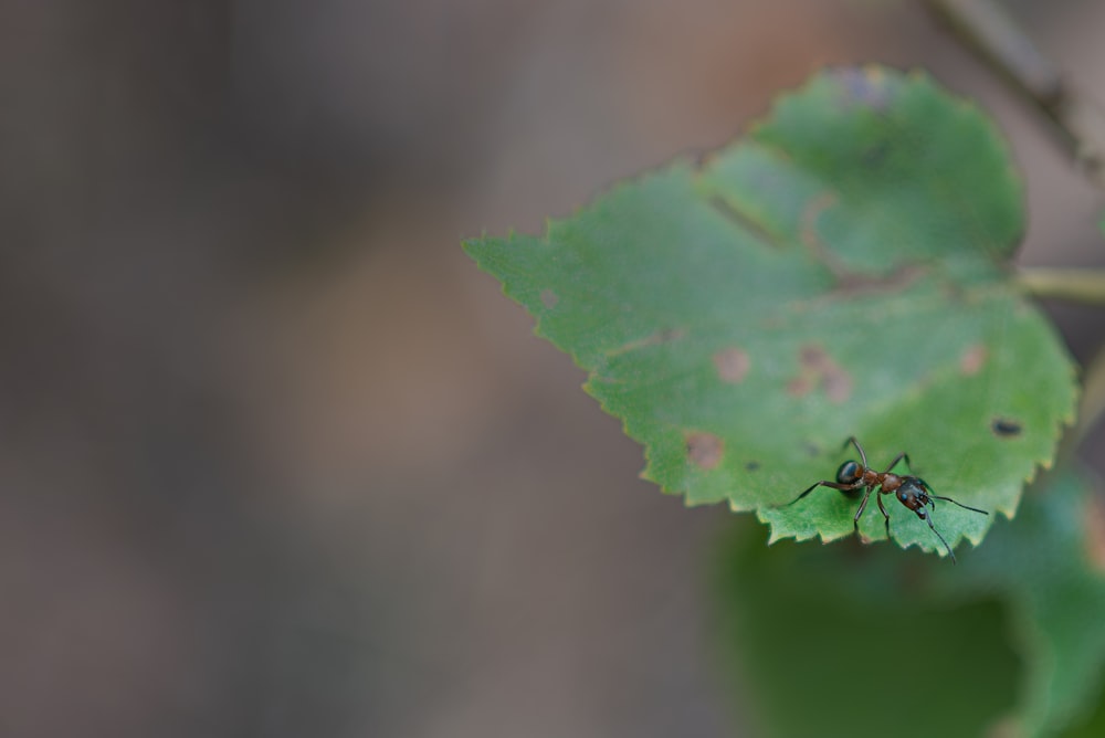 a bug sitting on top of a green leaf