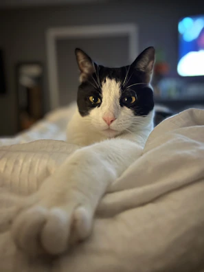 A cat stretching comfortably on a pastel-colored blanket, dressed in a cozy sweater.