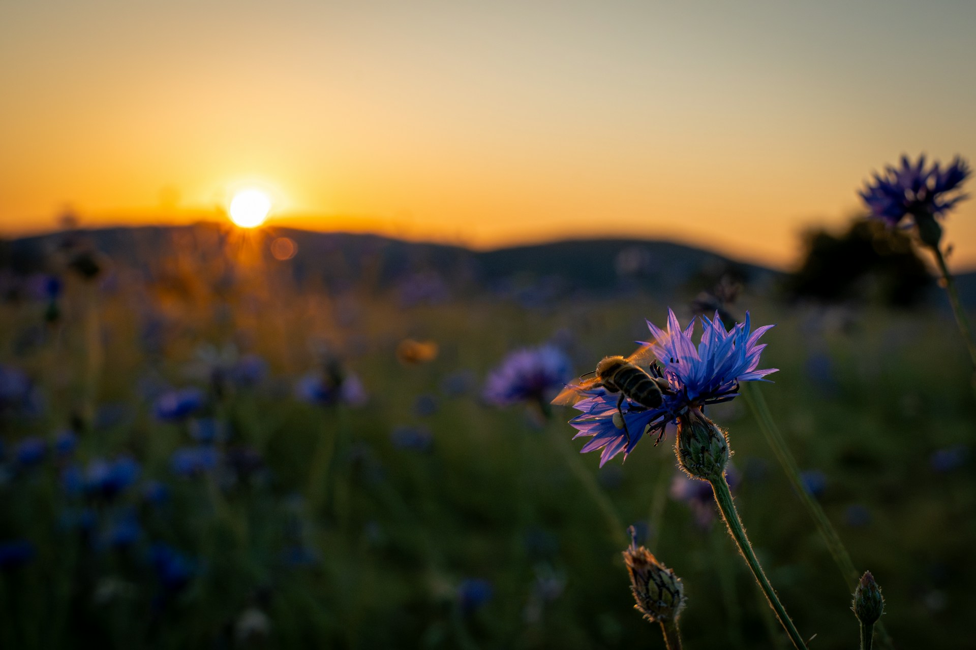 the sun is setting over a field of wildflowers