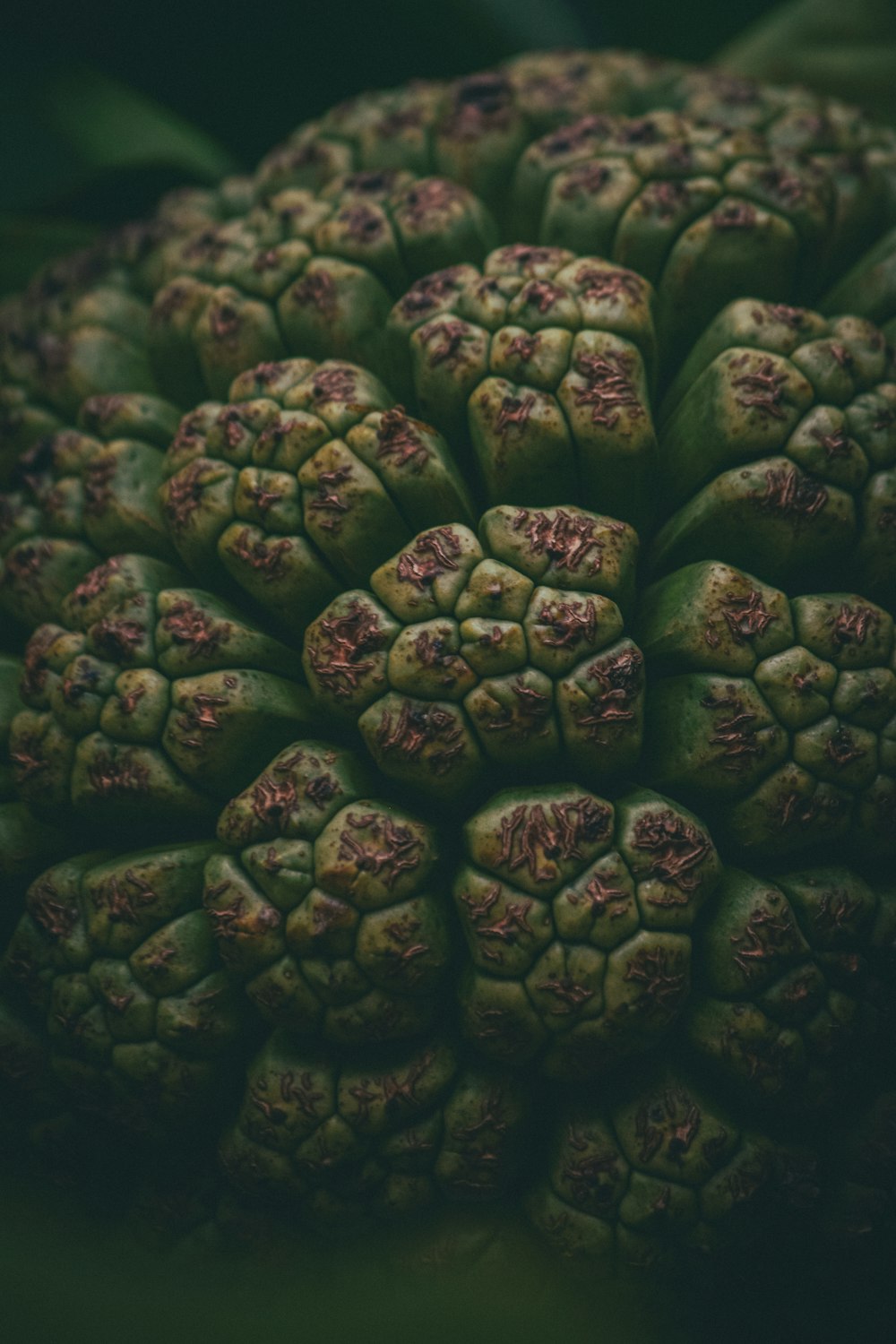 a close up view of a green plant