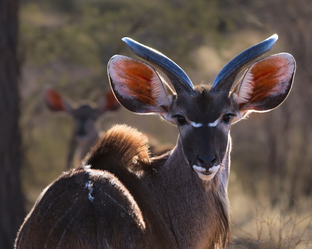 an antelope with large horns standing in a field