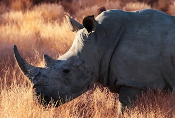 A rhinoceros is partially visible, walking through tall, dry grass that has a golden hue. The animal's rough and textured skin is highlighted by the sunlight, particularly around its face and horn. The background consists of more grassland, contributing to the warm and natural atmosphere.