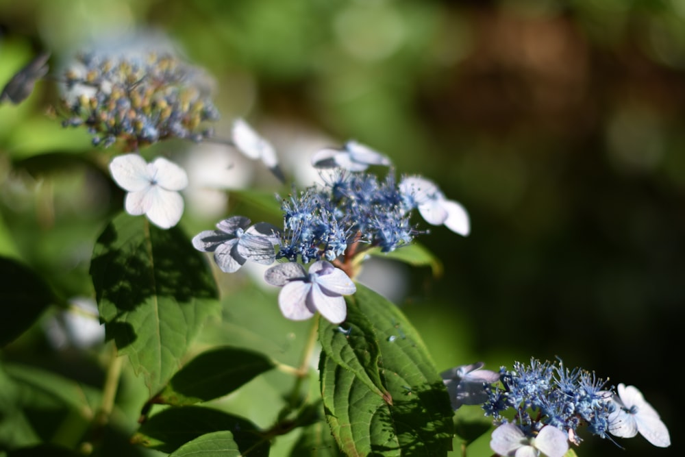 a group of blue and white flowers with green leaves