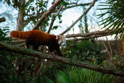 A red panda carefully walks along a tree branch, surrounded by lush green foliage. The animal's distinct red-orange fur, long bushy tail, and white facial markings stand out against the dense vegetation. The setting appears natural and serene.
