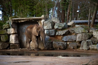 An elephant stands at the entrance of a stone enclosure, surrounded by large rocks and greenery. The animal is near a small pool of water, with trees and foliage in the background.