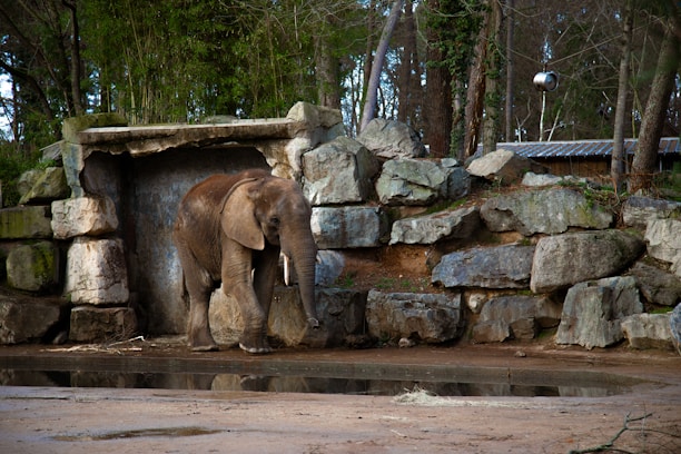 An elephant stands at the entrance of a stone enclosure, surrounded by large rocks and greenery. The animal is near a small pool of water, with trees and foliage in the background.