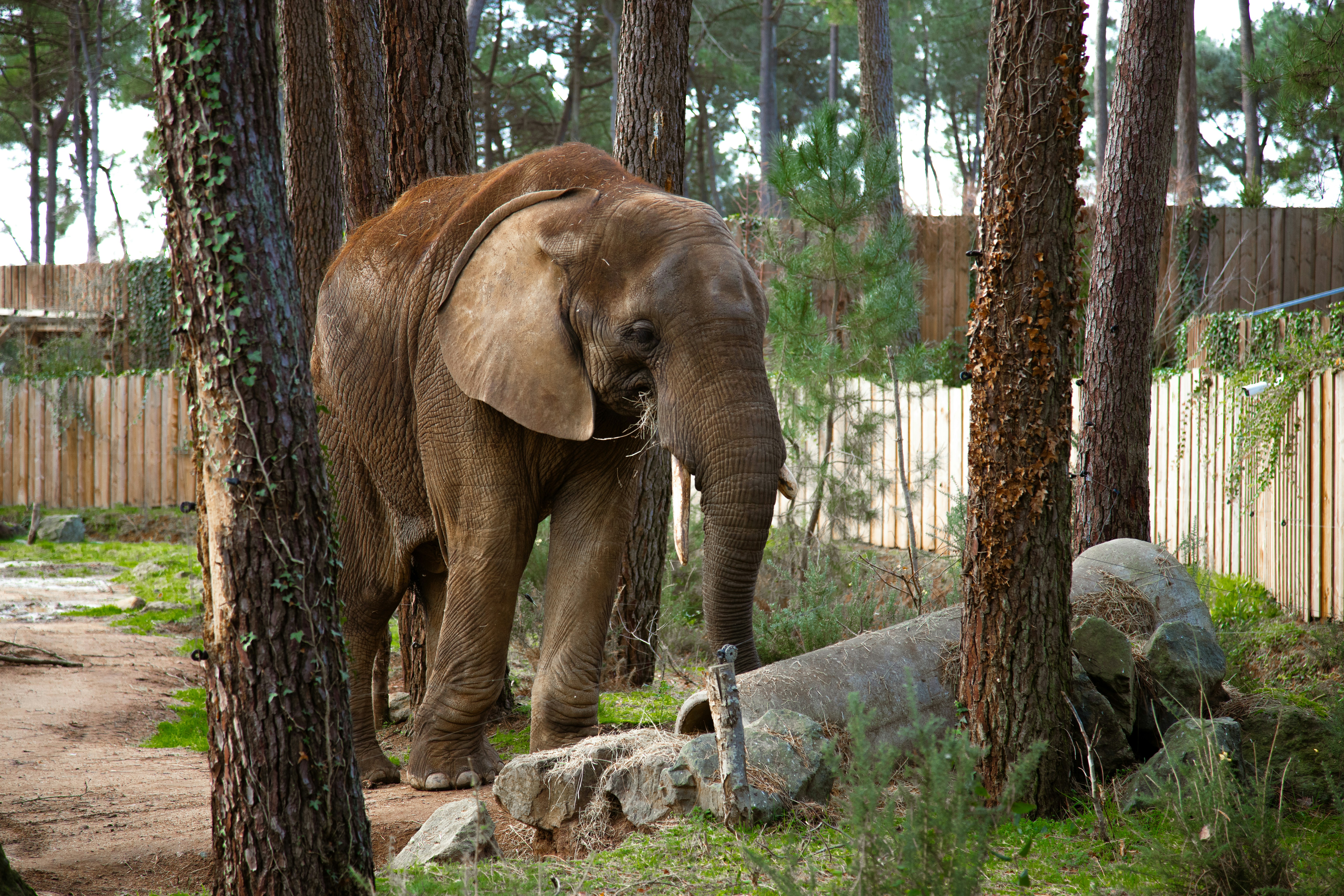 Un éléphant debout au milieu d’une forêt - Photo gratuite sur Unsplash