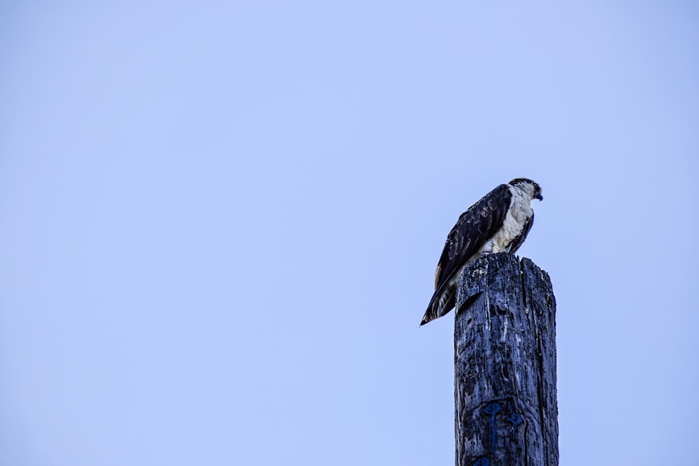 a bird perched on top of a wooden pole