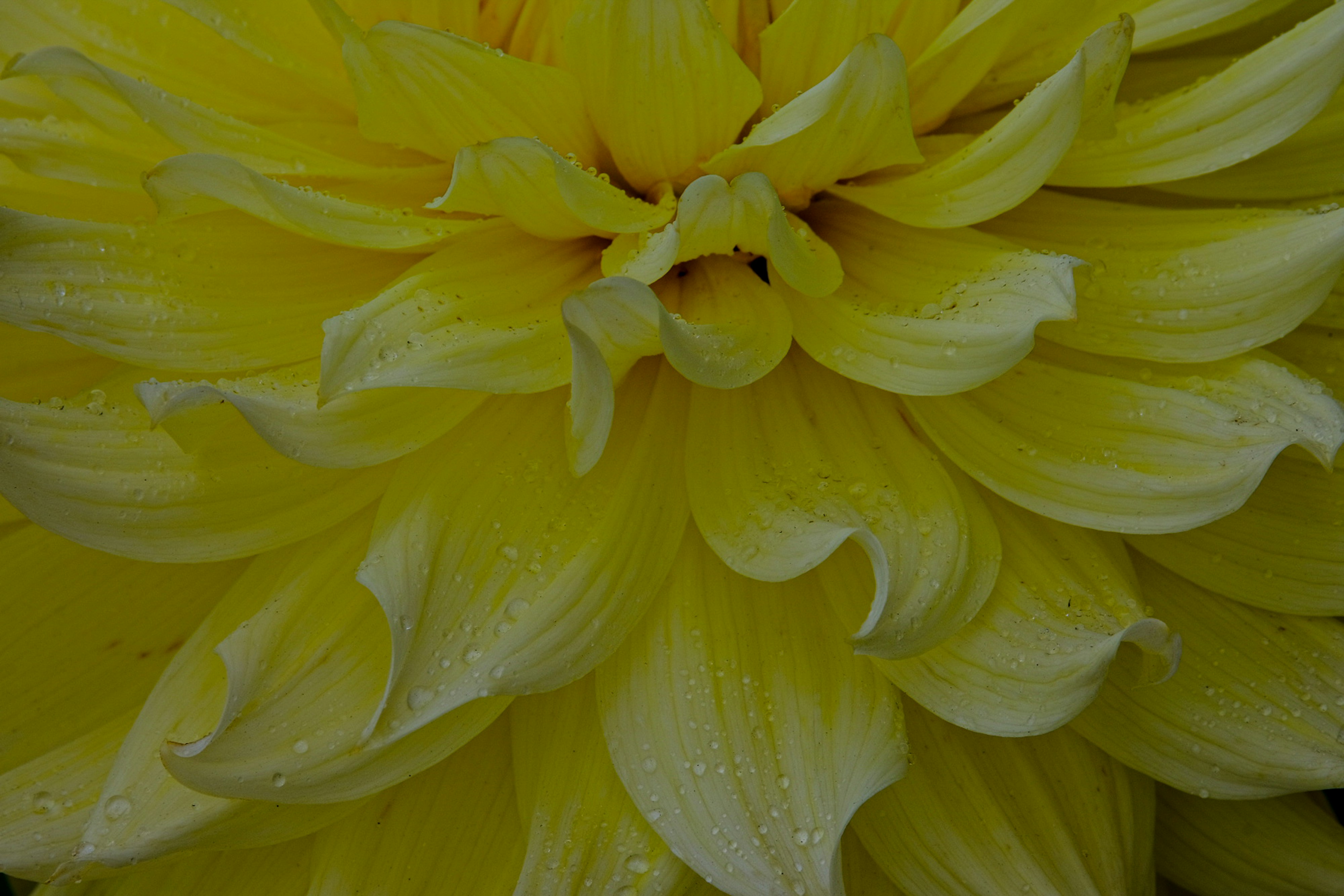 Photo by cestmoisheedy