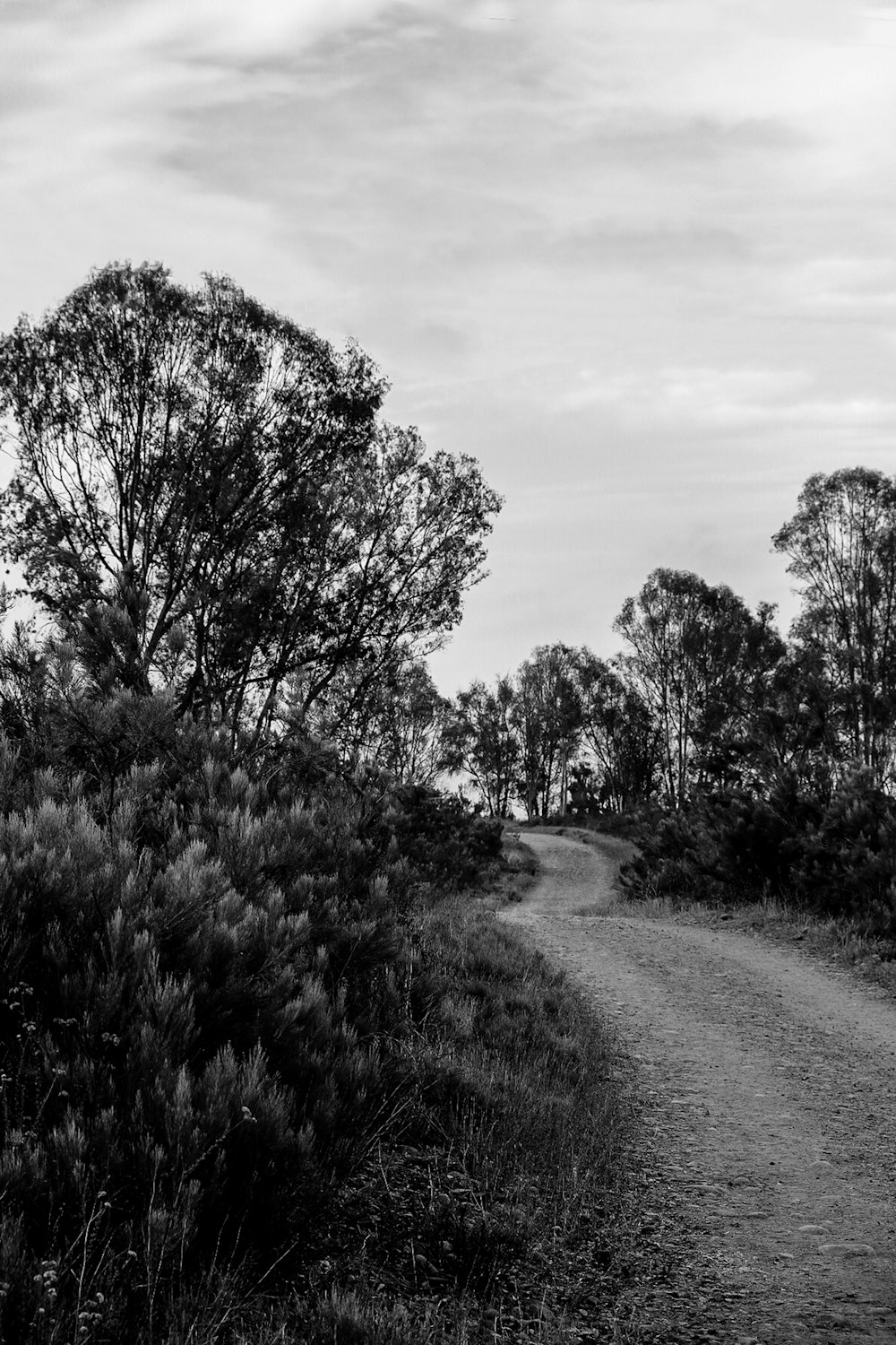 a black and white photo of a dirt road