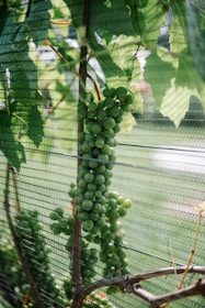 Green grapes hang in clusters from a vine that is supported by a trellis and protected by netting. The leaves are lush and vibrant, casting dappled sunlight through the protective mesh, creating intricate patterns on the plants.