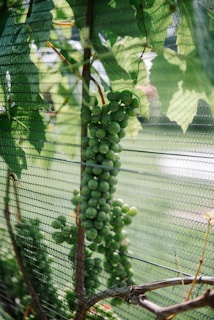 Green grapes hang in clusters from a vine that is supported by a trellis and protected by netting. The leaves are lush and vibrant, casting dappled sunlight through the protective mesh, creating intricate patterns on the plants.