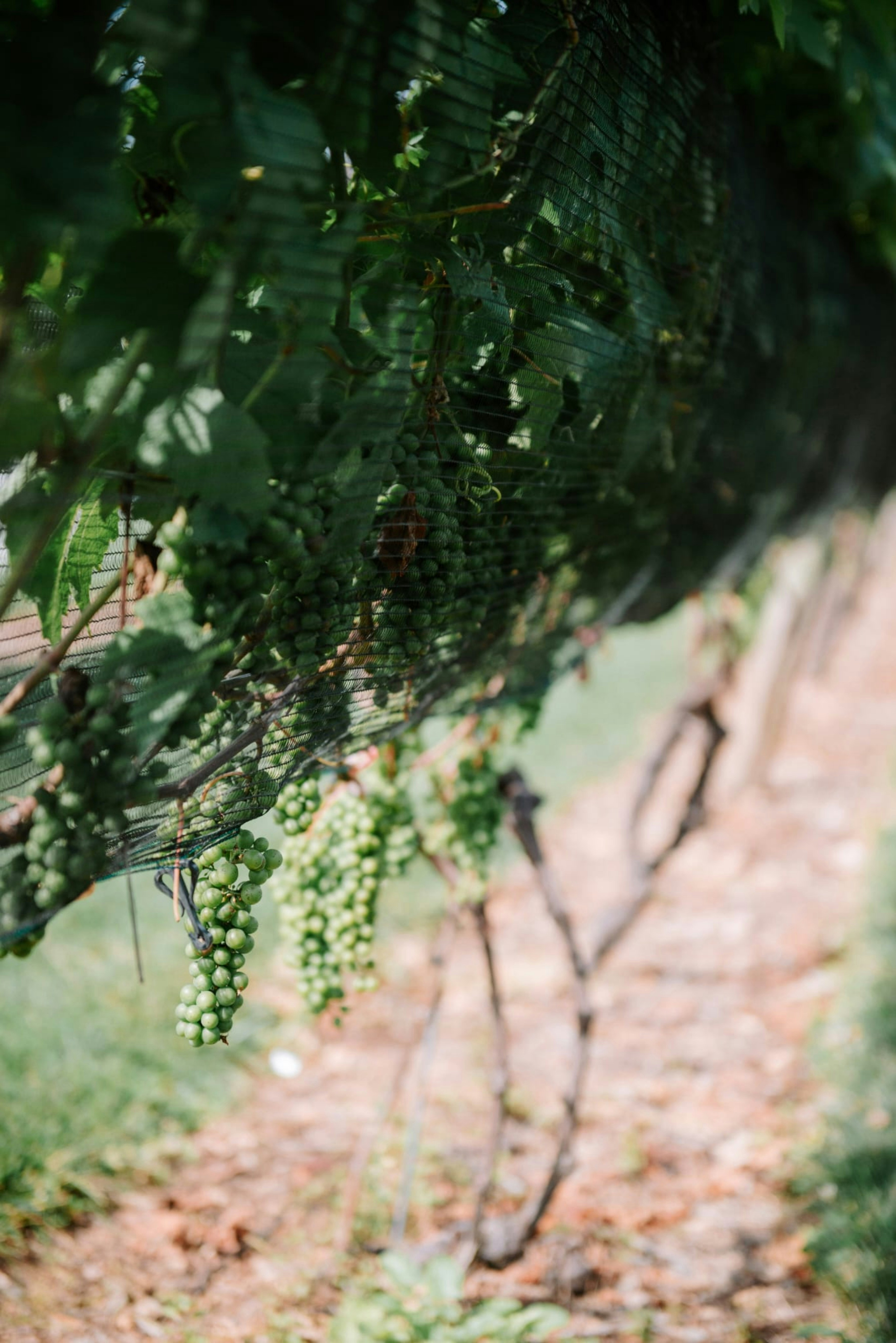 a bunch of grapes hanging from a vine