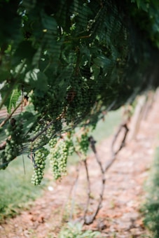 Rows of green grape vines are covered with protective netting, showing clusters of unripe grapes hanging in a lush vineyard. Sunlight filters through the leaves, casting soft shadows on the ground.