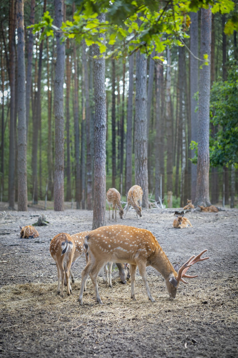 a herd of deer grazing on grass in a forest