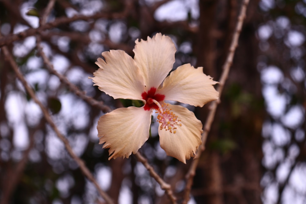 a white flower with a red center on a tree branch