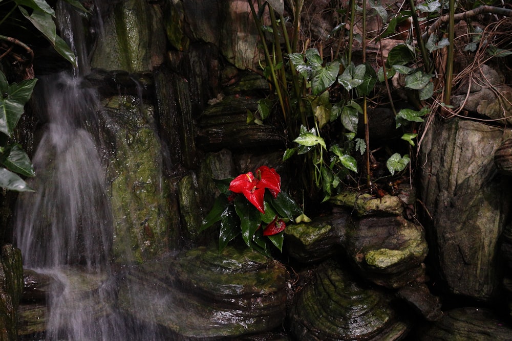 a red flower sitting in the middle of a waterfall
