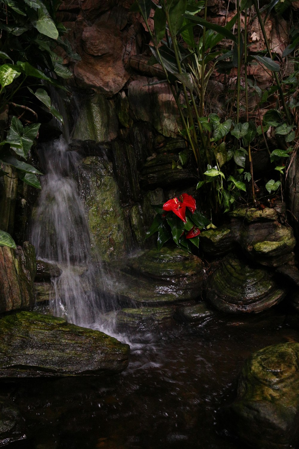 a red flower sitting on top of a waterfall