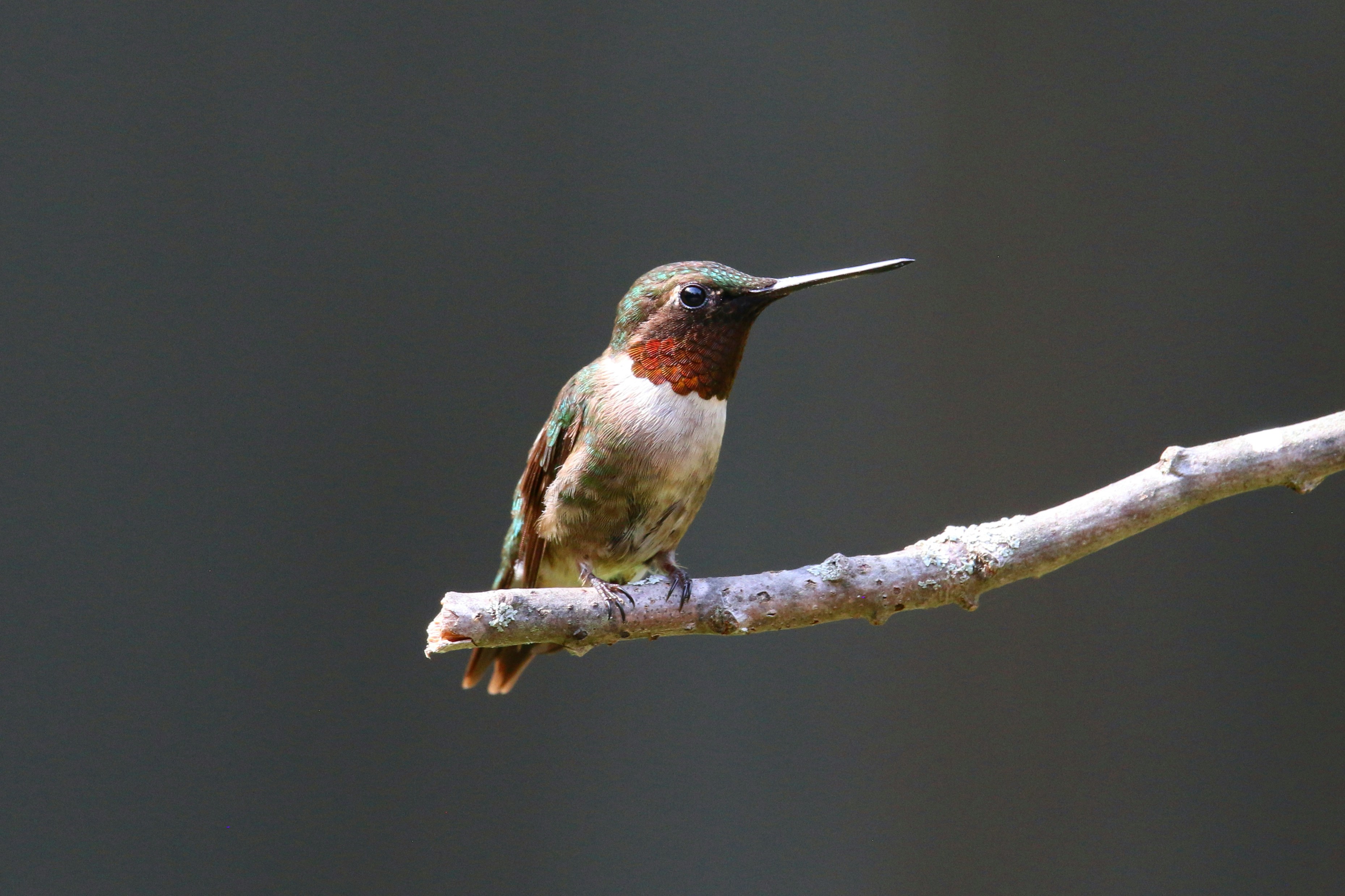 Photo by goldenplover31