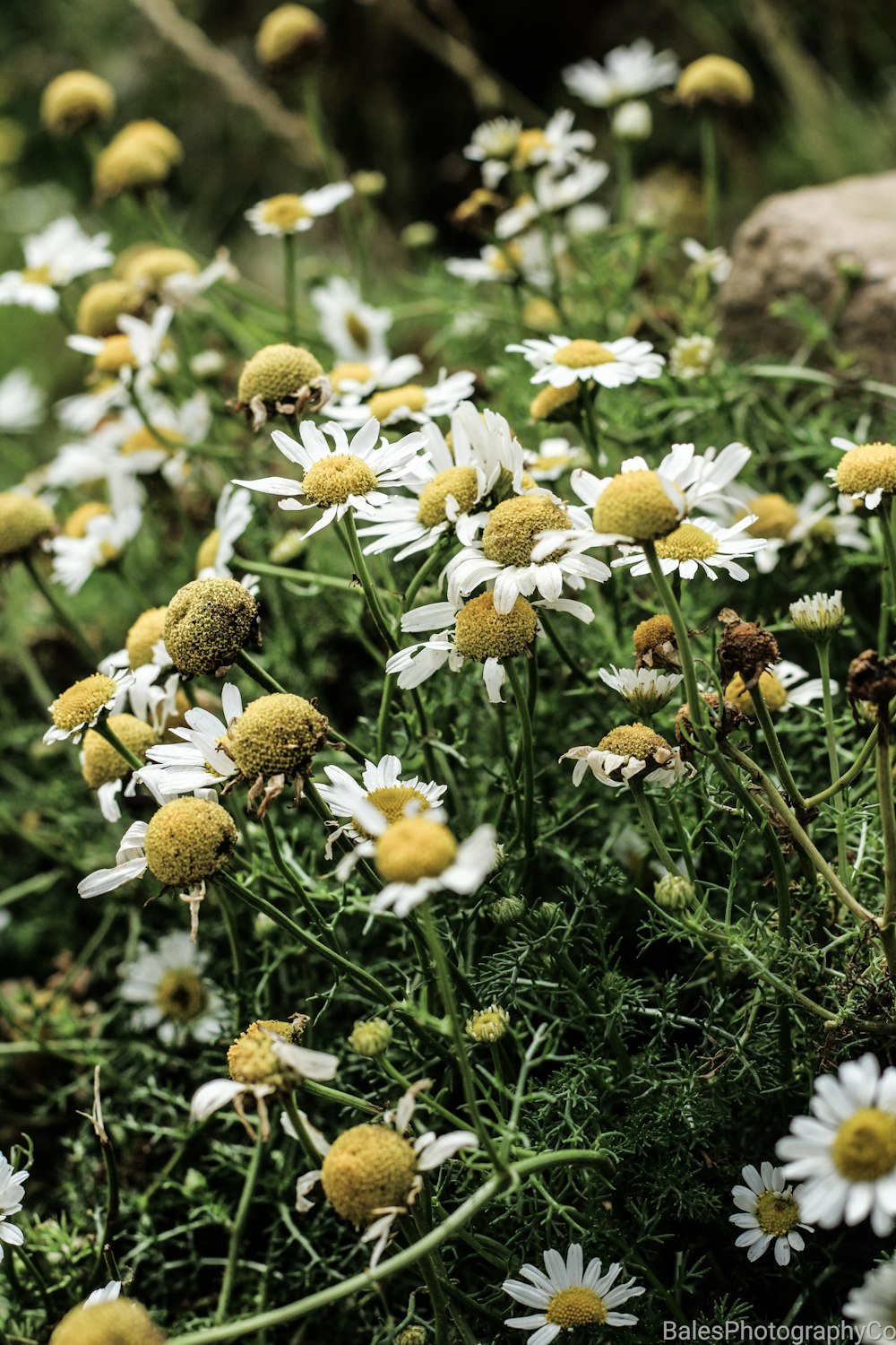 a field full of white and yellow flowers